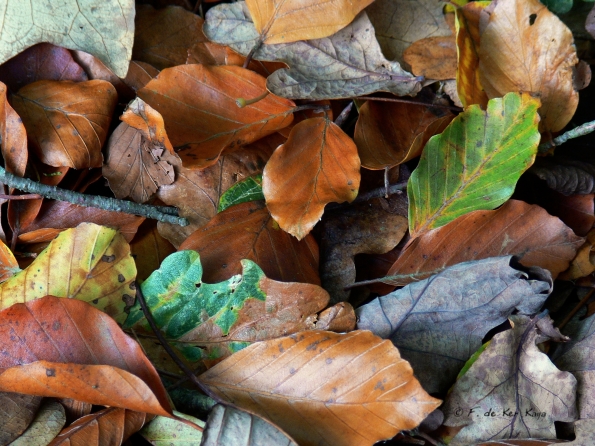 Bois des moutiers fall 2012 (39)